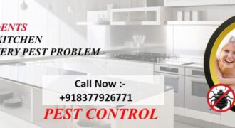 Pest Control Delhi