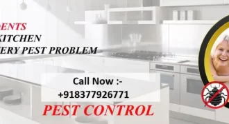 Pest Control Delhi