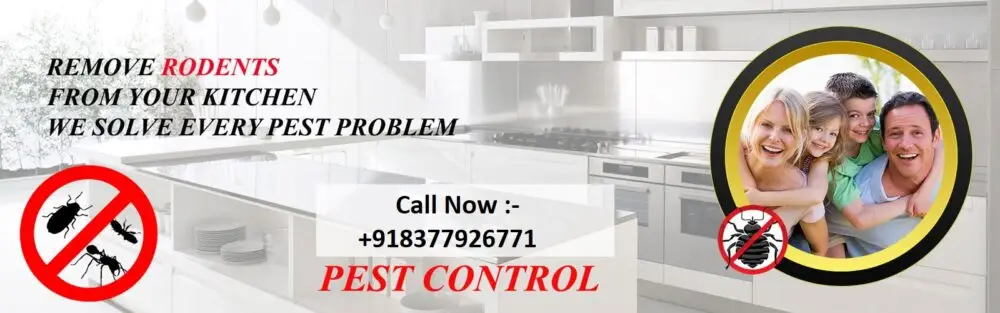 Pest Control Delhi